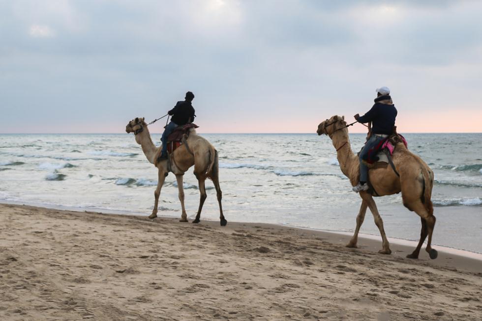 Верблюды на побережье Газы. Фото: shutterstock