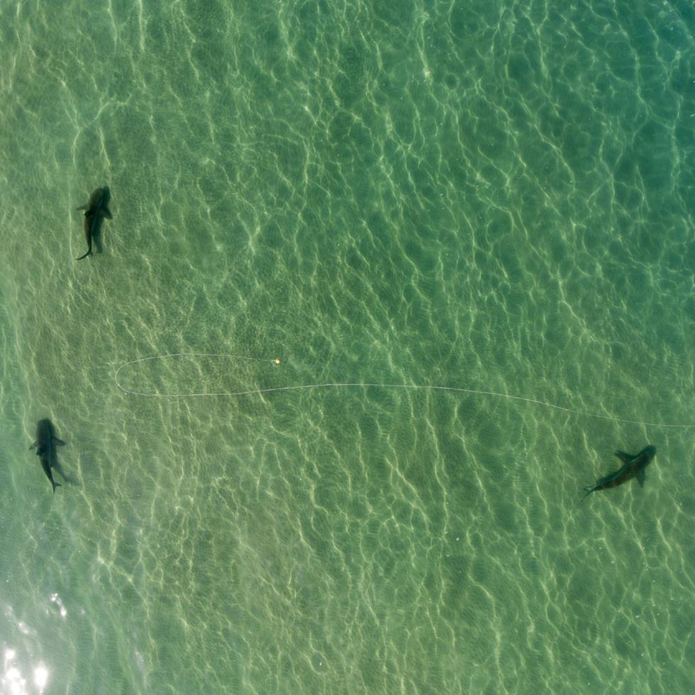 כרישים בחדרה (צילום: חגי נתיב, מרכז מוריס קאהן לחקר הים, ביה