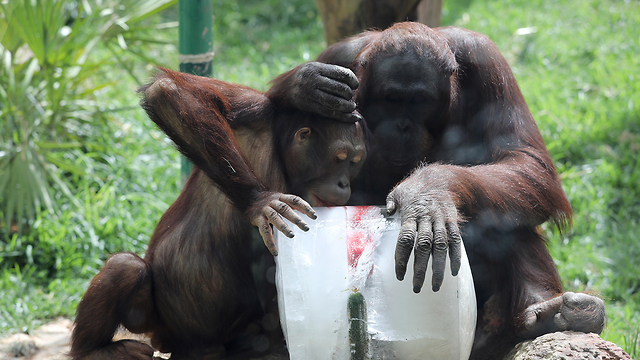Apes at a Jerusalem zoo cooling off (Photo: EPA)