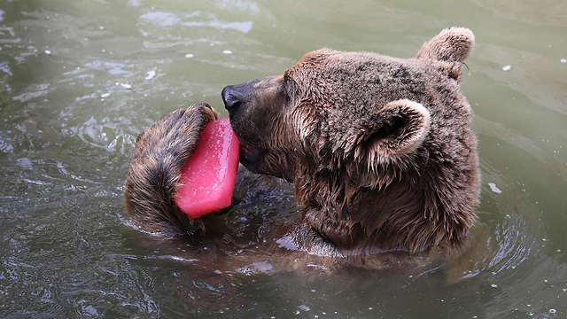 Bear enjoys an ice lolly at Jerusalem zoo (Photo: EPA)