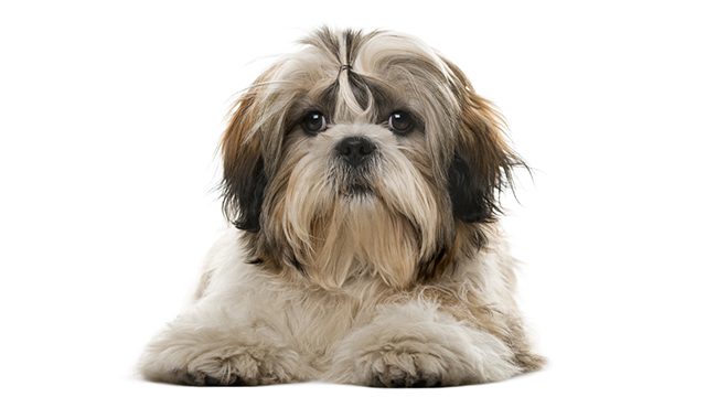 כלב כלבה כלבים שי טסו (צילום: shutterstock)