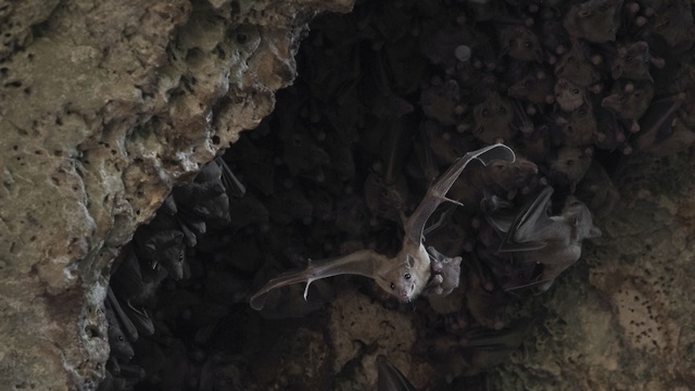 נקבת עטלף פירות ביחד עם הגור שלה ביציאה ממערה (צילום: באדיבות אוניברסיטת תל אביב)
