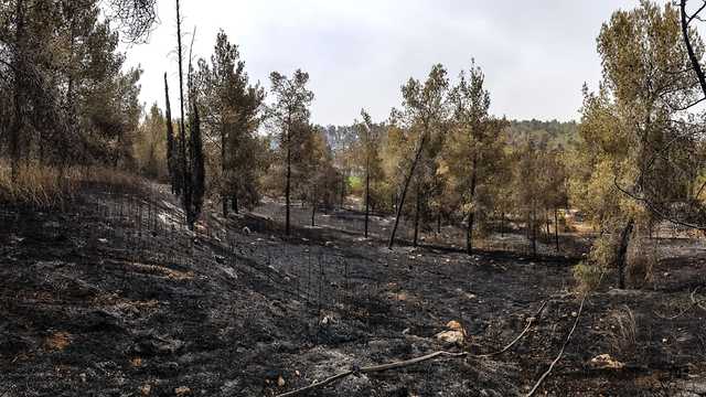 תיעוד של לוחמי האש ביער בן שמן  (צילום: עובדי ויערני קק״ל)