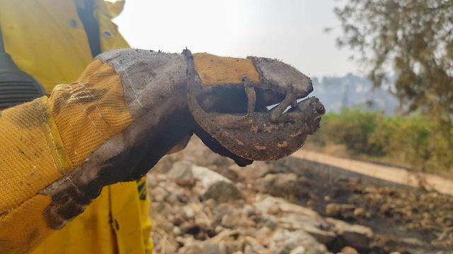 Последствия пожара в лесу Бен-Шемен. Фото: Анил Заар