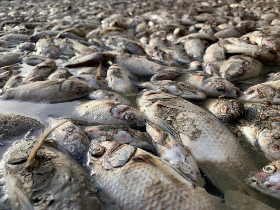 דגים גוססים ומתים בבריכת  המדגה בטירת צבי (צילום: אנימלס)