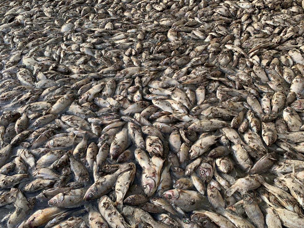 דגים גוססים ומתים בבריכת  המדגה בטירת צבי (צילום: אנימלס)