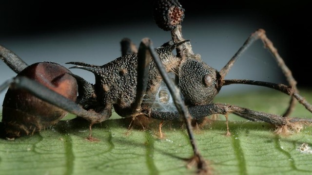 הנמלה שהפכה לפטריה ((צילום: David Hughes, Penn State University))