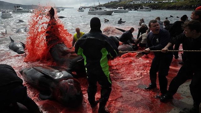 לווייתן לווייתנים ציד איי פארו (צילום: AFP)