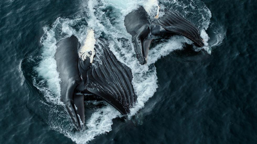 לוויתנים גדולי סנפיר (צילום: Netflix)