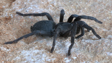 "Парванит шхора": большой, но не опасный