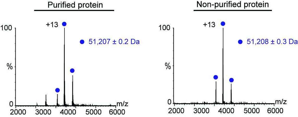 מדידות המאסה של החלבון באמצעות ספקטרומטריית מאסות מתקדמת היו כמעט זהות לאחר טיהור החלבון (שמאל) וללא טיהור (ימין) (צילום: מסע הקסם המדעי, מכון ויצמן)