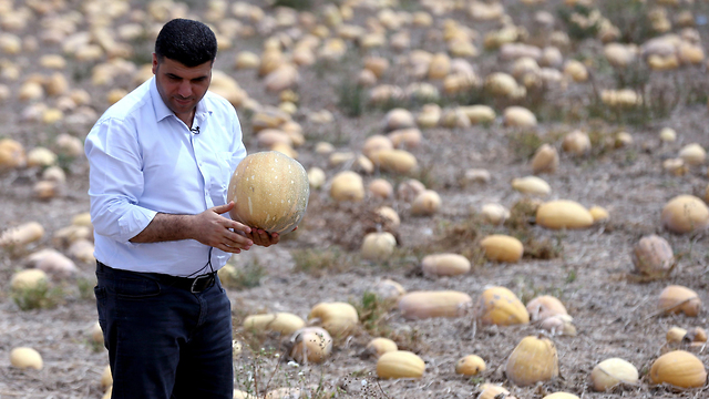 קטאר חקלאות חרם המפרץ הפרסי גידולים חקלאיים תבואה תפוקה מדבר נאזר אל-טוואני טוואד מוחמד אל-קווארי (צילום: AFP)