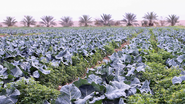 קטאר חקלאות חרם המפרץ הפרסי גידולים חקלאיים תבואה תפוקה מדבר נאזר אל-טוואני טוואד מוחמד אל-קווארי (צילום: AFP)