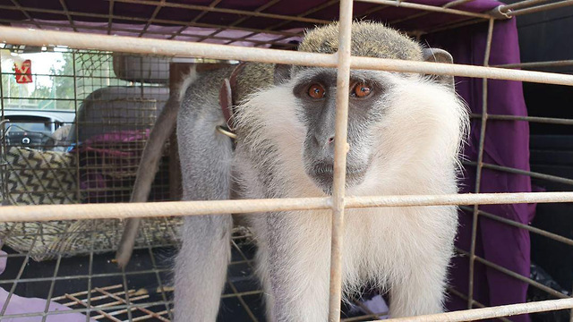 הקוף שחדר מלבנון (צילום: נורה תבור)