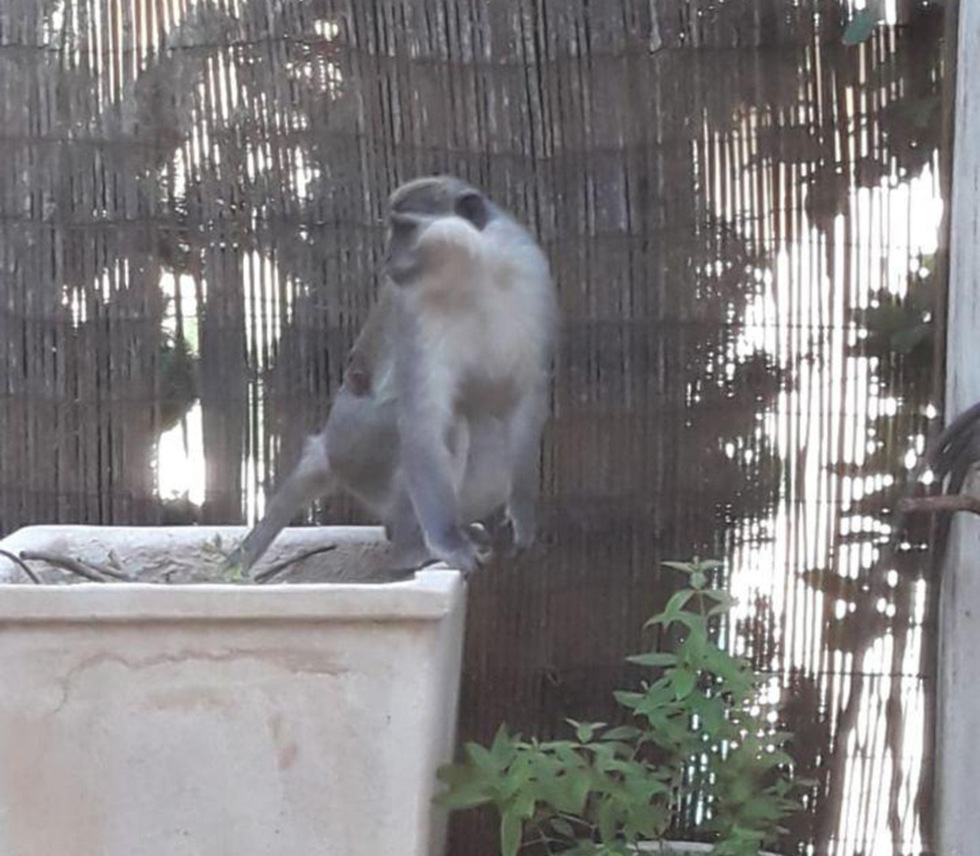 הקוף שחדר מלבנון (צילום: תושבי לבון)