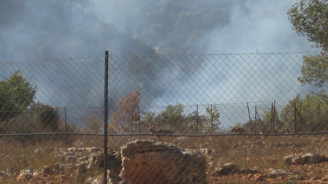יחמור בשריפה בכרמל ב-2010 (צילום: אסנת איתן, רשות הטבע והגנים)
