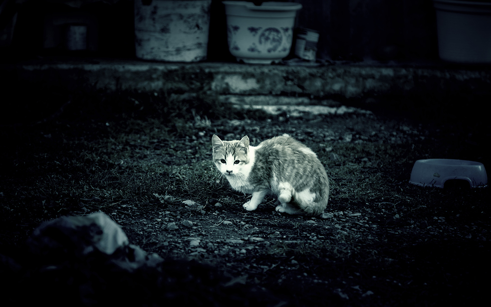 חתול (צילום: shutterstock)