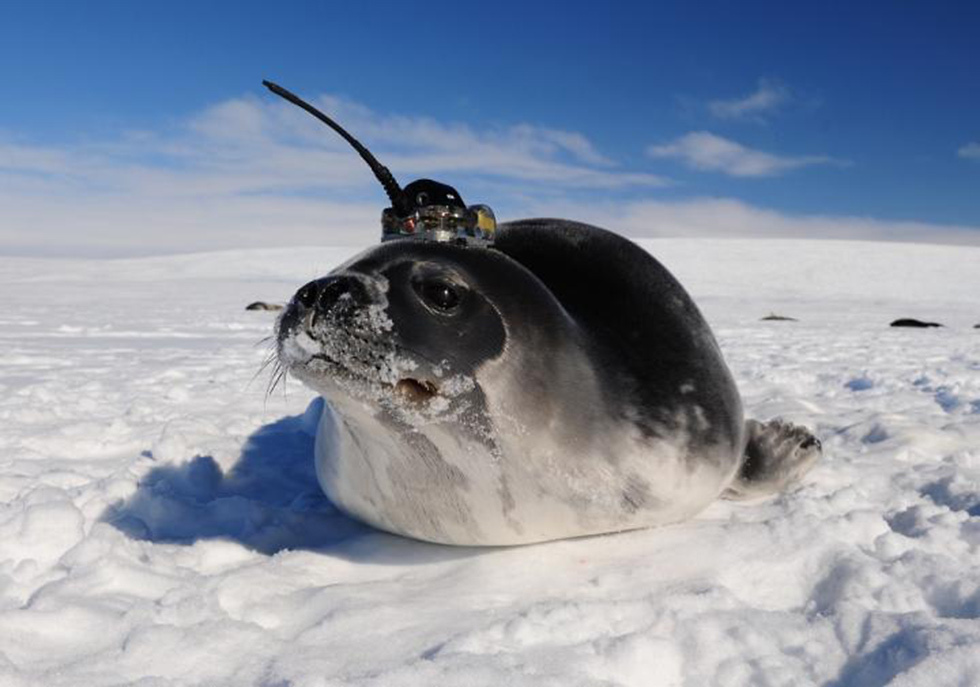 פילי ים אנטארקטיקה סייעו לחקר פוליניה (צילום: דן קוסטה, אוניברסיטת וושינגטון)
