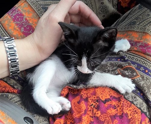 Котенок, спасенный в Хадере. Фото: пресс-служба мэрии Хадеры