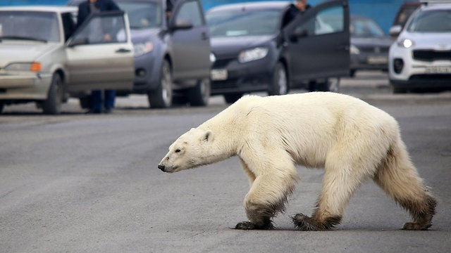 דובת קוטב נודדת בעיר הצפונית נורילסק (צילום: AFP)