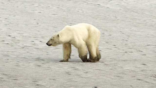 דובת קוטב נודדת בעיר הצפונית נורילסק (צילום: רויטרס)