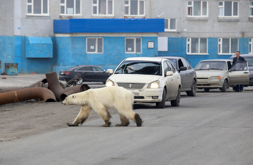 דובת קוטב נודדת בעיר הצפונית נורילסק (צילום: רויטרס)