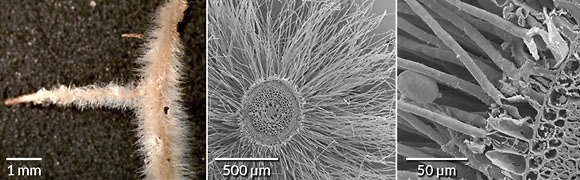 המבנה של  שורשי הצמחים בהגדלה גדולה במיקרוסקופ אלקטרונים (מימין), בינונית וקטנה (צילום: מתוך המחקר)