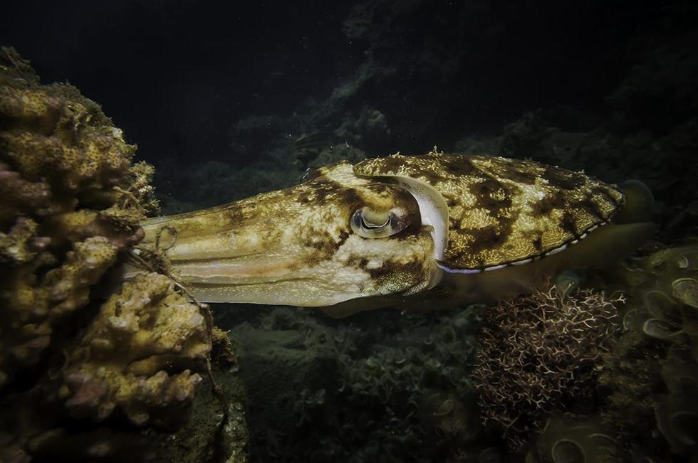 נקבת דיונון רוקחים בשמורת האלמוגים באילת (צילום: עומרי עומסי, רשות הטבע והגנים)