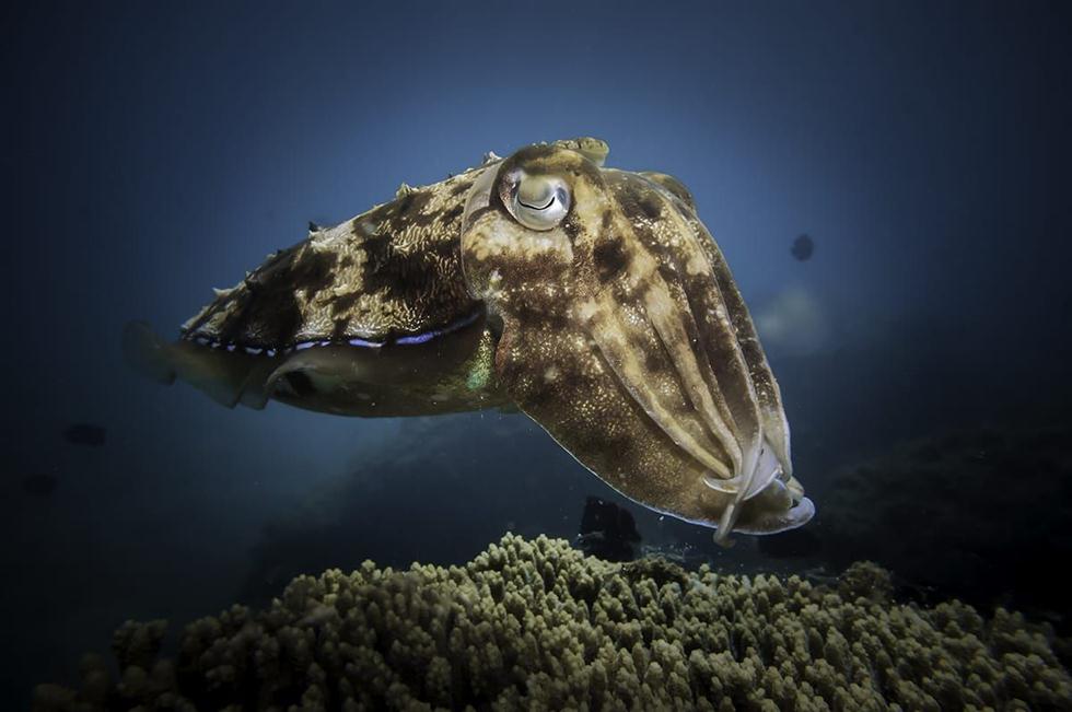 נקבת דיונון רוקחים בשמורת האלמוגים באילת (צילום: עומרי עומסי, רשות הטבע והגנים)