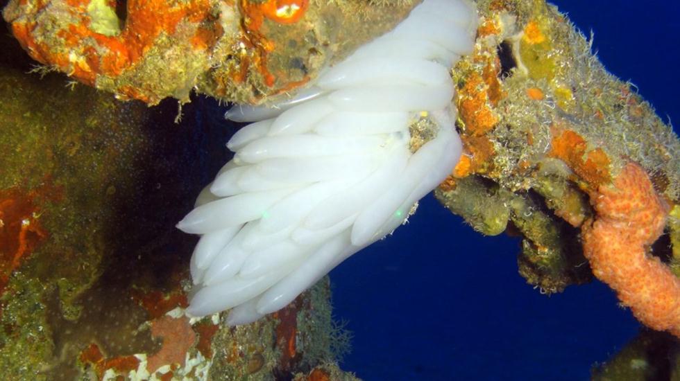 ביצי נקבת דיונון רוקחים בשמורת האלמוגים באילת (צילום: אסף זבולוני, רשות הטבע והגנים)