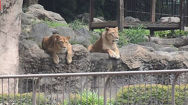 גן חיות ב יפן תרגיל בריחת אריה  ()