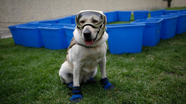 כלבת החילוץ פרידה מקסיקו (צילום: AP)
