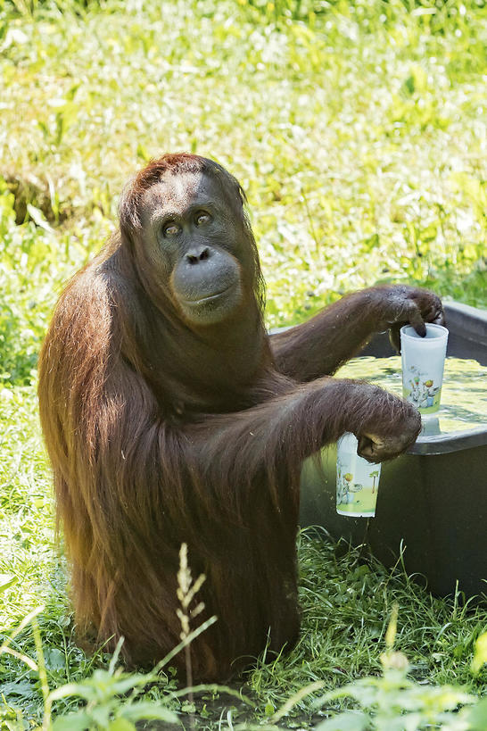 An orang-utan plays with water at the zoo Schoenbrunn in Vienna, Austria (Photo: AP)