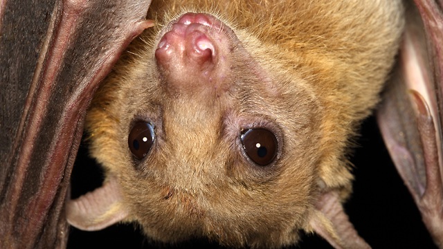 תקריב של עטלף פירות (צילום: ינס ריידל)