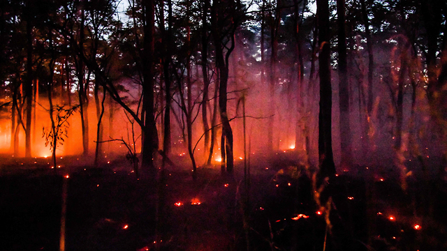 אירופה גל חום שריפה ב יער בצפון גרמניה (צילום: AFP)