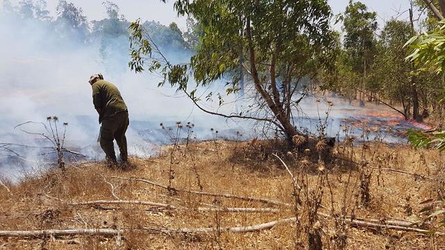 שריפה ביער בארי (צילום: קק