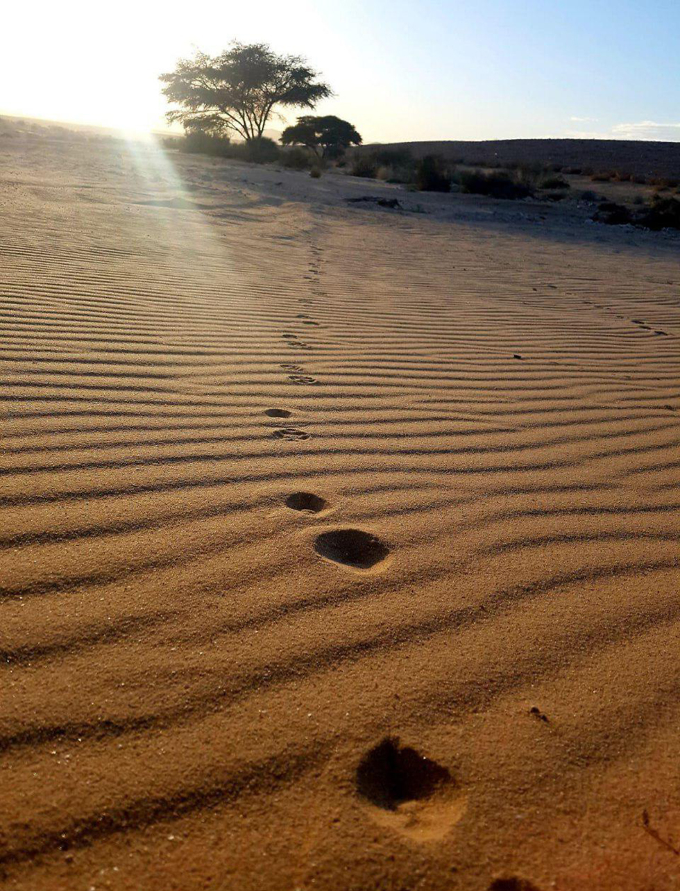 עקבות חיות מדבריות במעלה עקרבים (צילום: זמן ערבה - סוויטות במדבר)