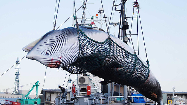 יפן חידוש ציד לווייתנים אחרי 30 שנה  (צילום: AFP)