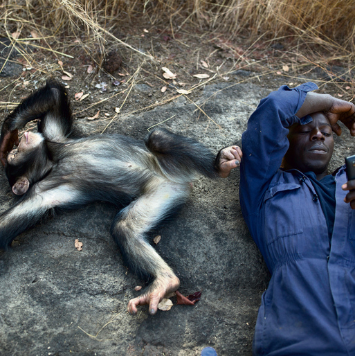 גילתה שבני האדם והשימפנזים חולקים דמיון גנטי של 99 אחוז