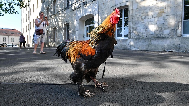 צרפת ה תרנגול מוריס מחוץ לבית המשפט (צילום: AFP)