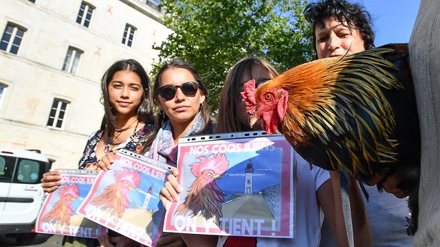 צרפת ה תרנגול מוריס מחוץ לבית המשפט (צילום: AFP)