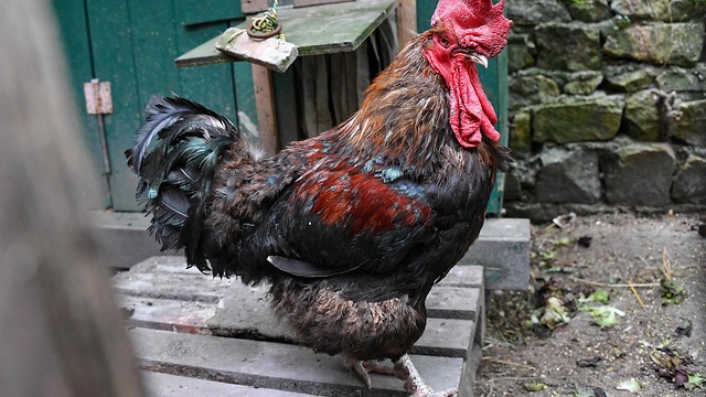 צרפת ה תרנגול מוריס (צילום: AFP)