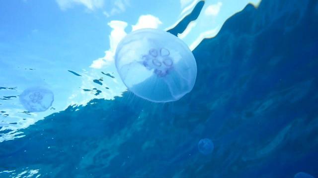 Медузы около израильского берега. Фото: Омри Омси