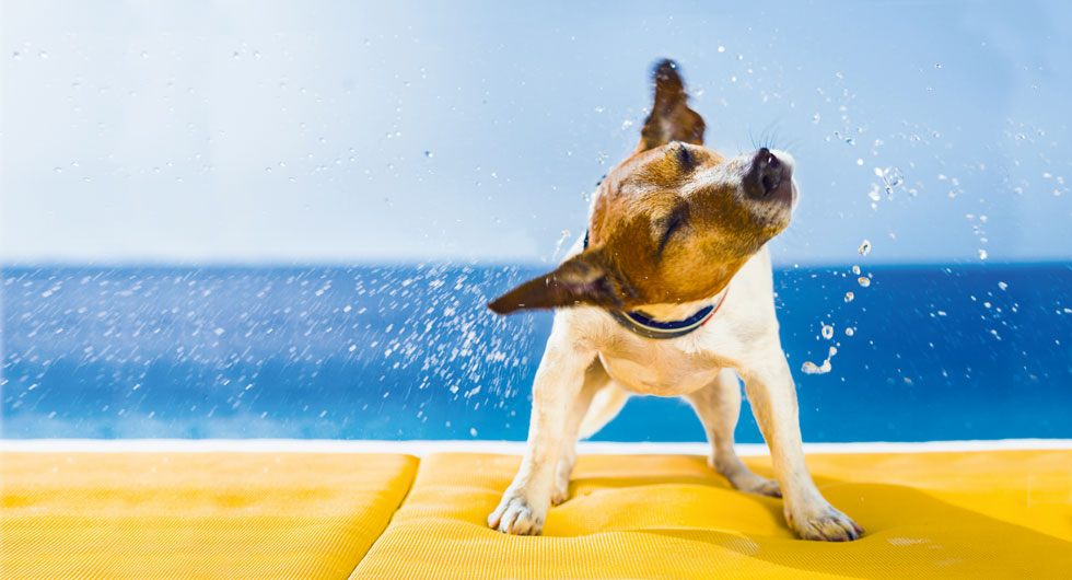 לא מומלץ לקלח את הכלב לעתים תכופות מדי (צילום: Shutterstock)