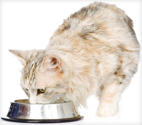 לחתולים יש לעתים נטייה לבררנות בשתייה ויש כאלה ששותים רק מים זורמים מברז פתוח או ממזרקות מים לחתולים (צילום: Shutterstock)
