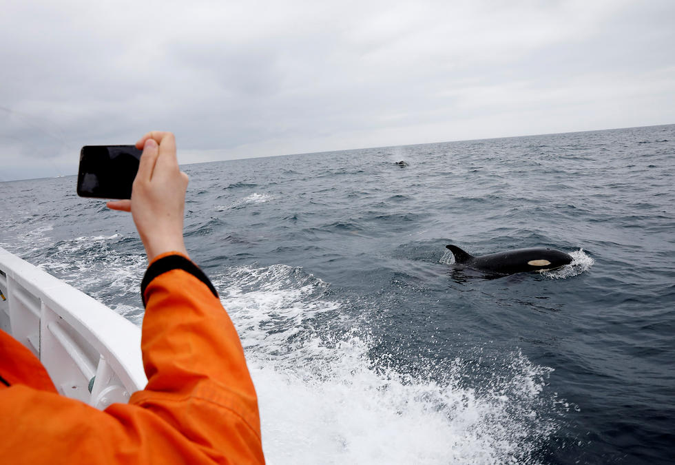 סיור תצפית לווייתנים יפן (צילום: רויטרס)