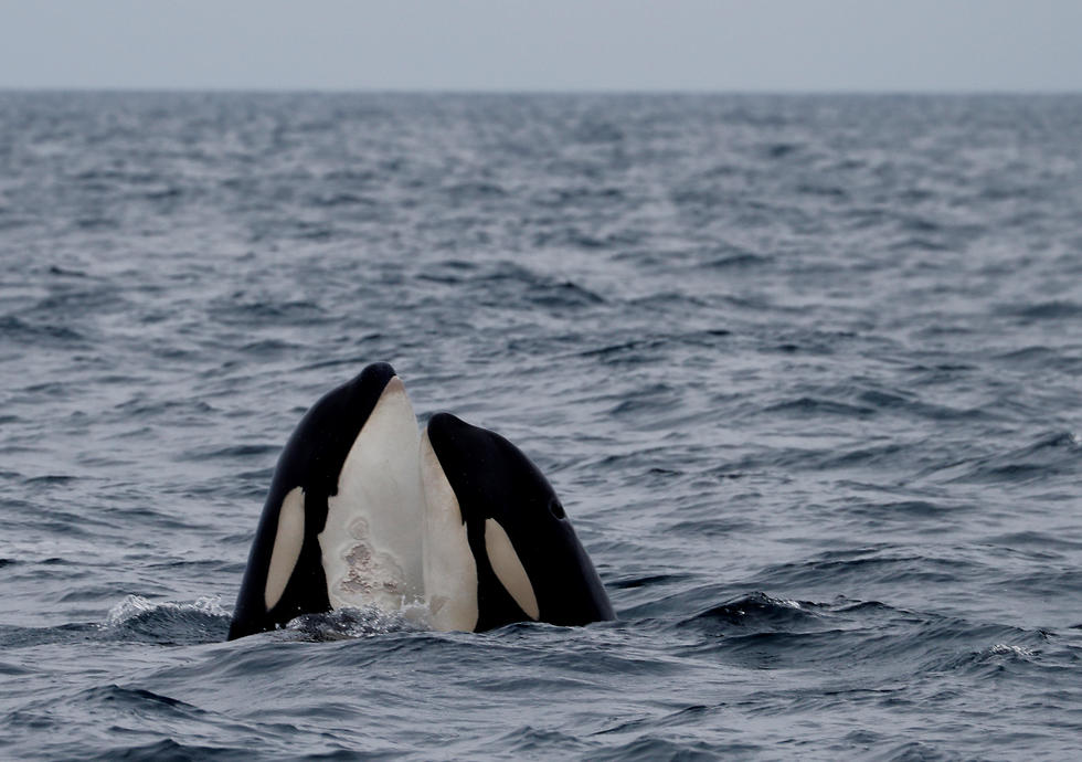 סיור תצפית לווייתנים יפן (צילום: רויטרס)