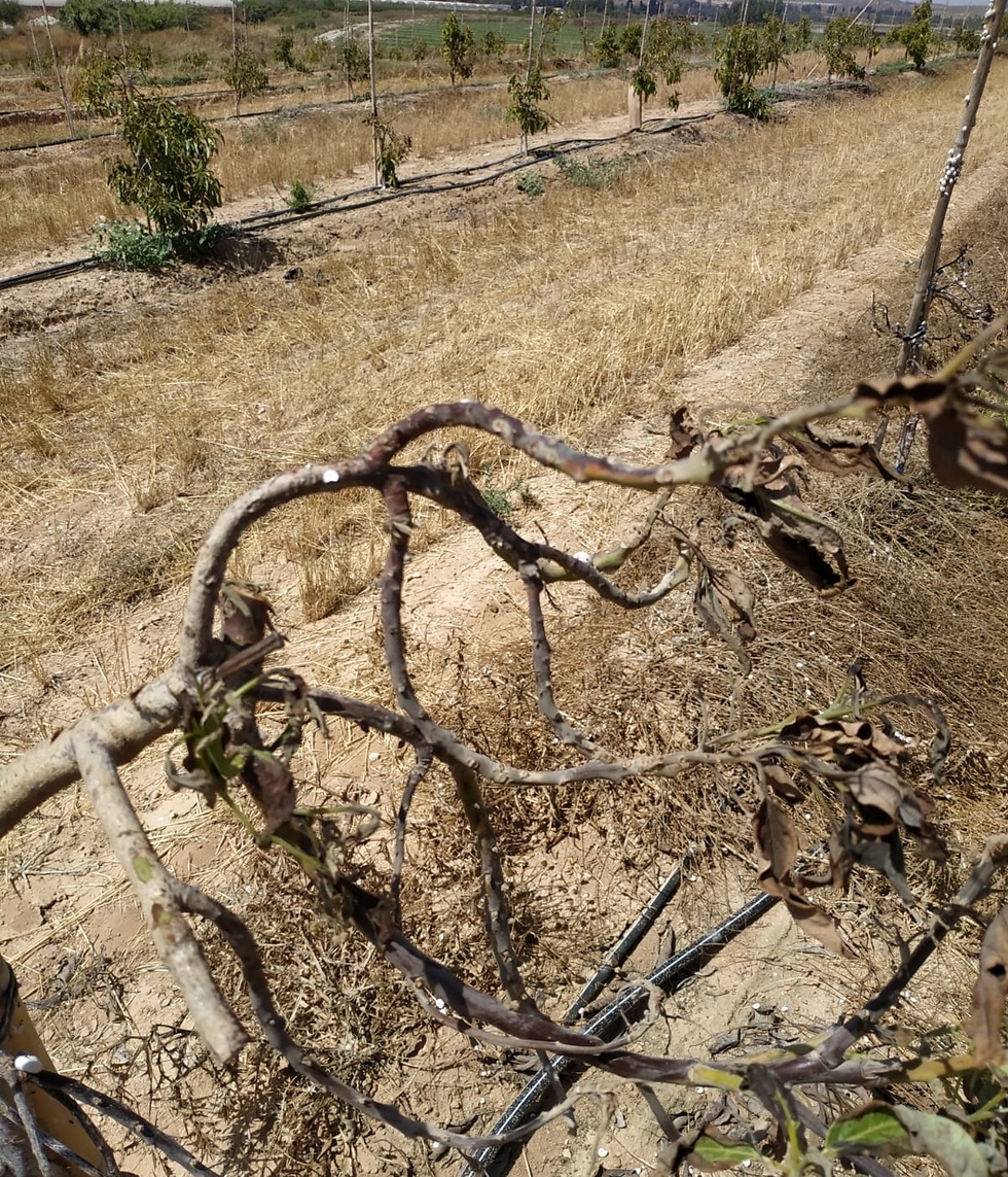 Плантации авокадо на юге Израиля