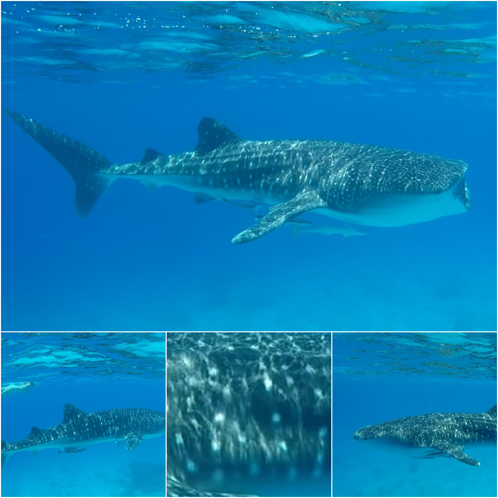 נקבת כריש הלוויתן באילת (צילום: שני קידר, מתנדבת ברשות הטבע והגנים)
