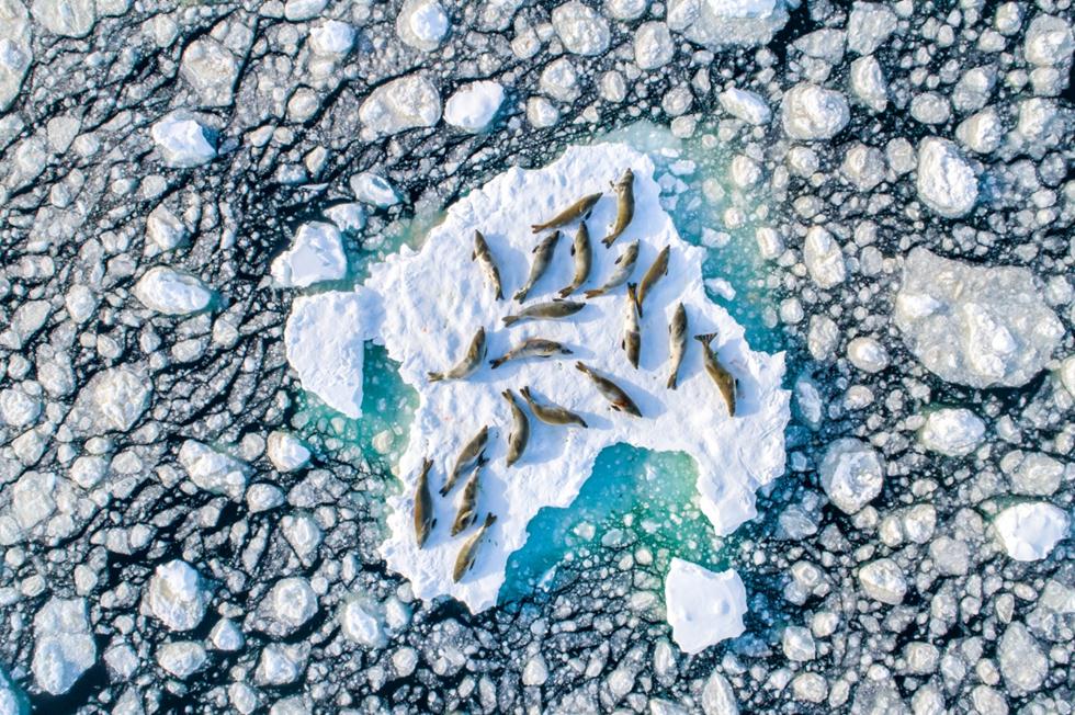 כלבי ים אוכלי סרטנים נחים על קרח (צילום: Florian Ledoux   2019 Drone Awards)